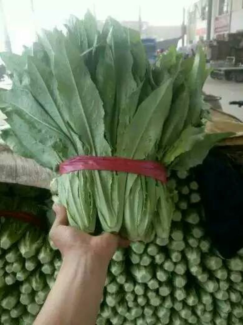 油麦菜25~30厘米以上
