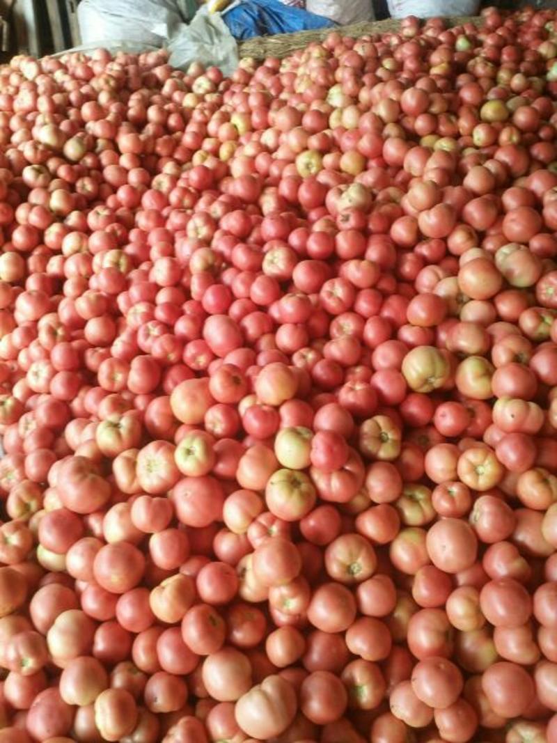 河北西红柿硬粉西红柿弧三以上大量有货，需要的老板联系
