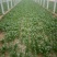 大叶菠菜15~20厘米