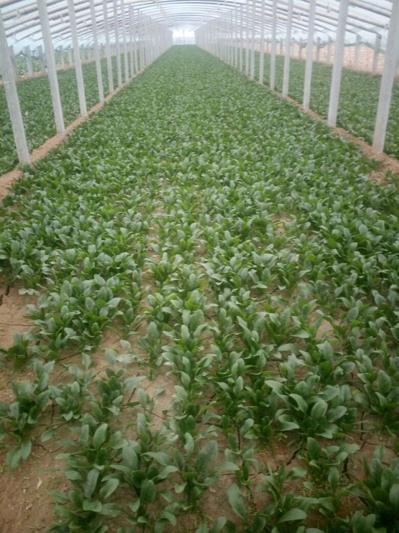 大叶菠菜15~20厘米