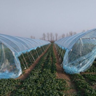 黑叶菠菜20~25厘米