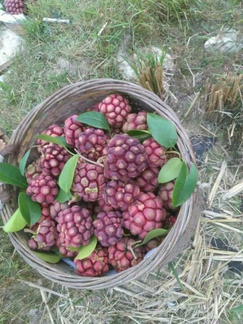 布福娜600~650g