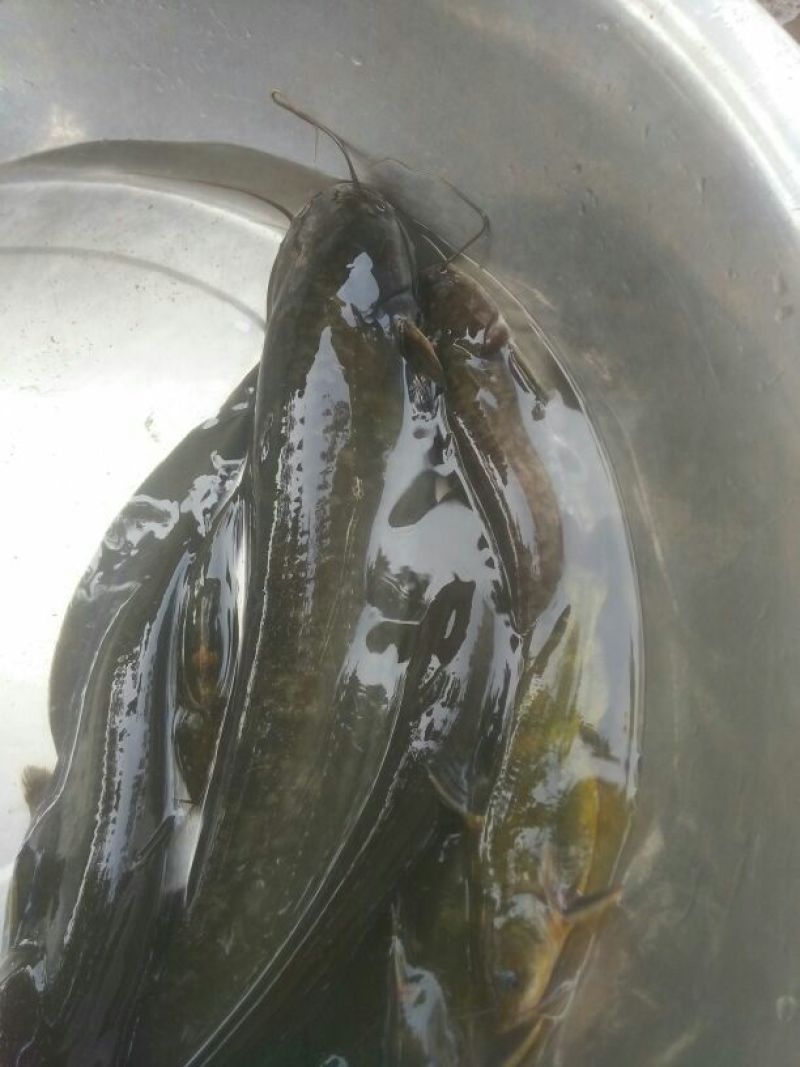 土鲶鱼食用