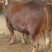 利木赞牛犊100~200kg