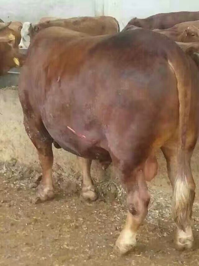 利木赞牛犊100~200kg