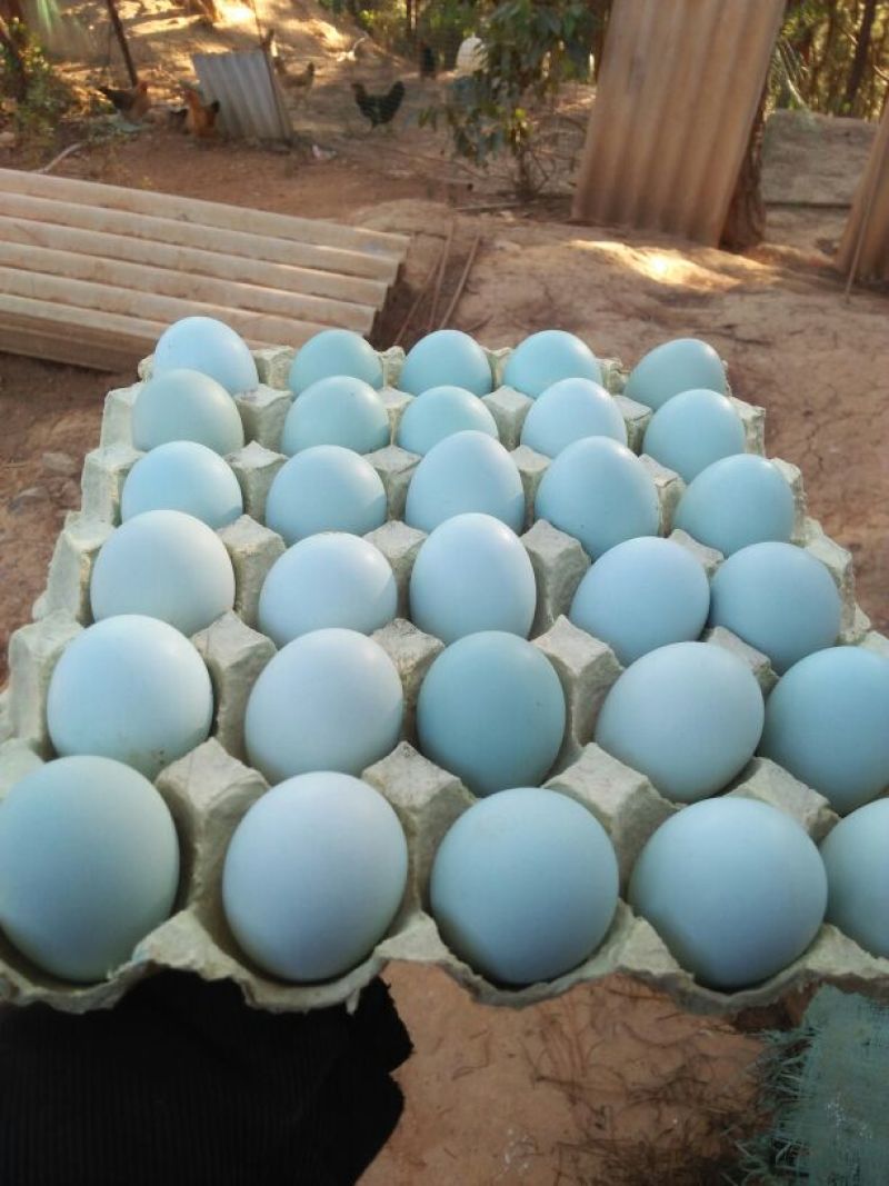 绿壳鸡蛋食用50g以下