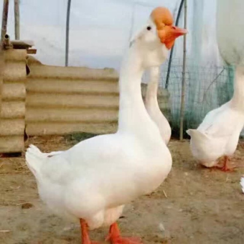 狮头鹅苗