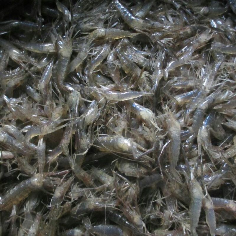 河虾活虾16~20只/kg