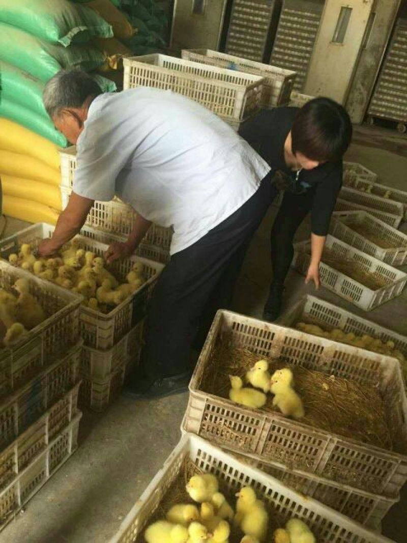 鹅苗250g以下