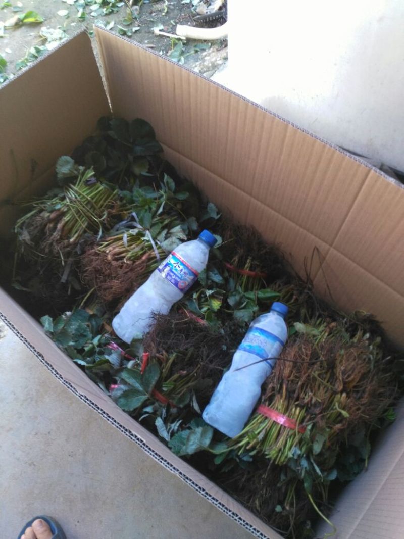 甜宝草莓苗10~20cm