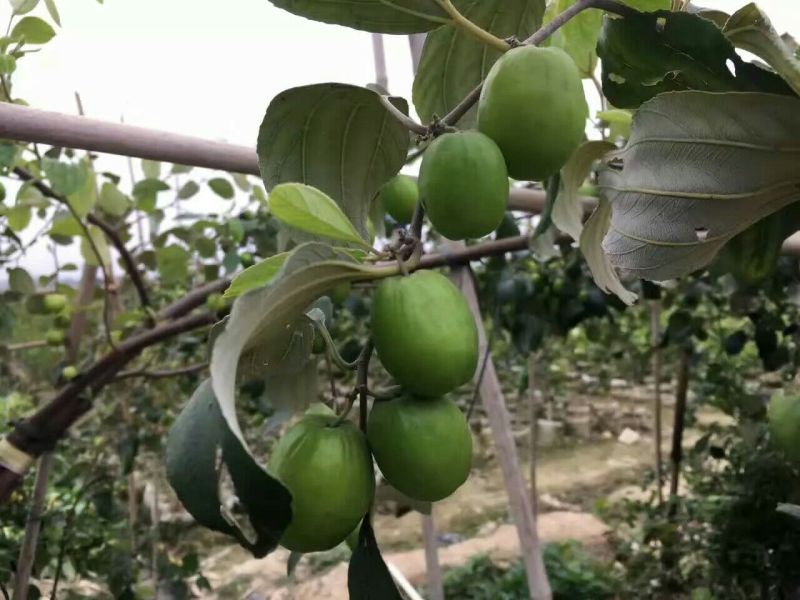 大枣苗50~80cm