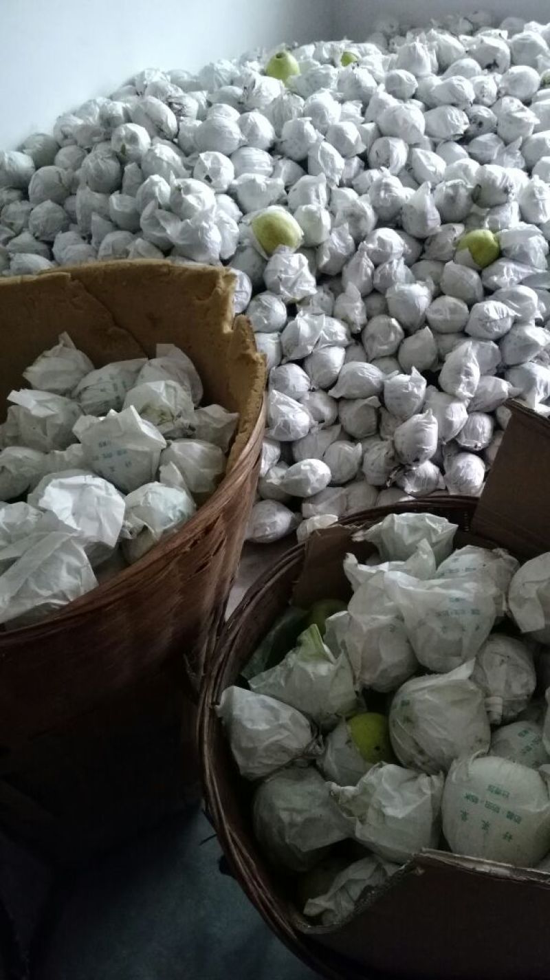 金花梨200~250g光果