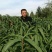 桃树苗夏之梦桃树苗80cm以上成活率高根系发达