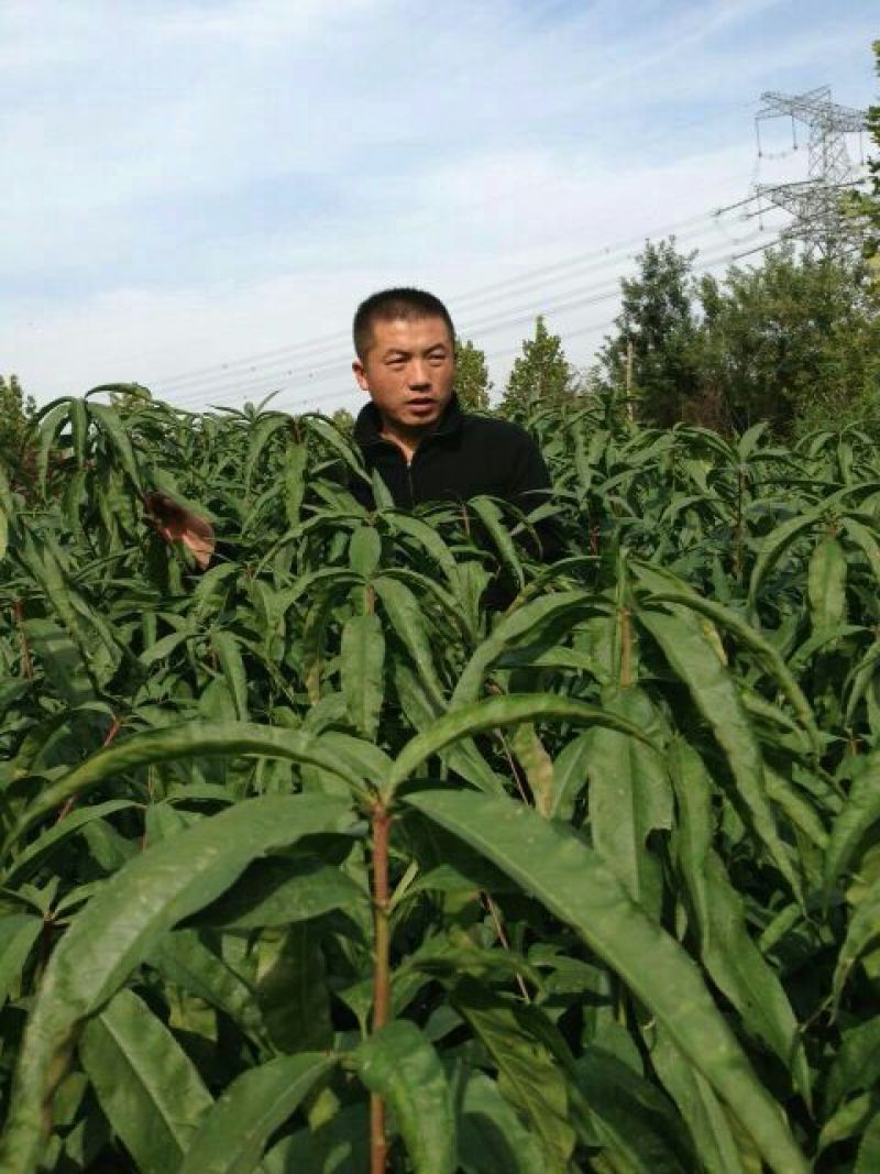 桃树苗夏之梦桃树苗80cm以上成活率高根系发达