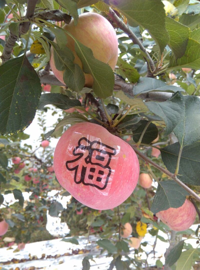 红富士苹果75mm以上纸袋