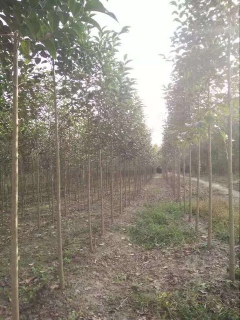 大叶女贞