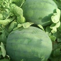 无籽西瓜10斤打底9成熟1茬又大又圆，大量上市了