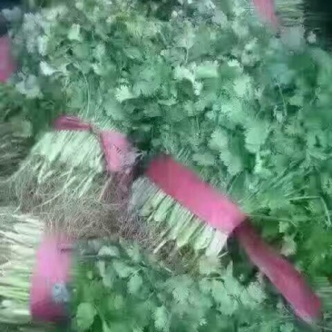大叶香菜15~20厘米以上