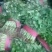 大叶香菜15~20厘米以上