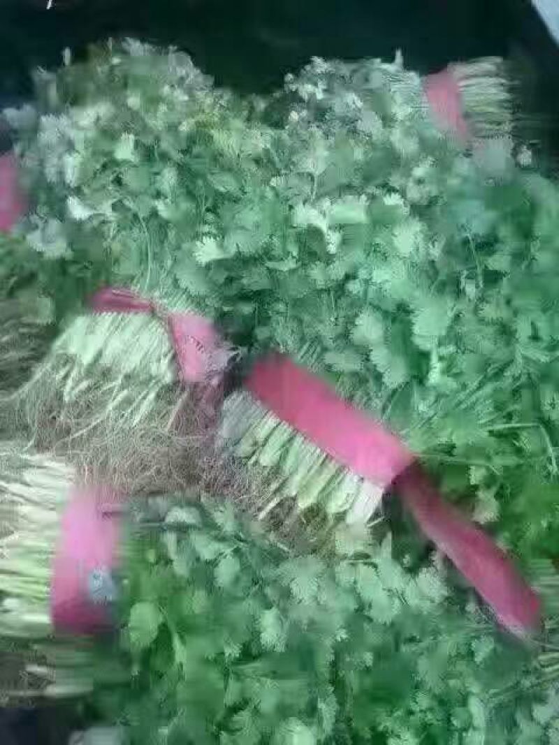 大叶香菜15~20厘米以上
