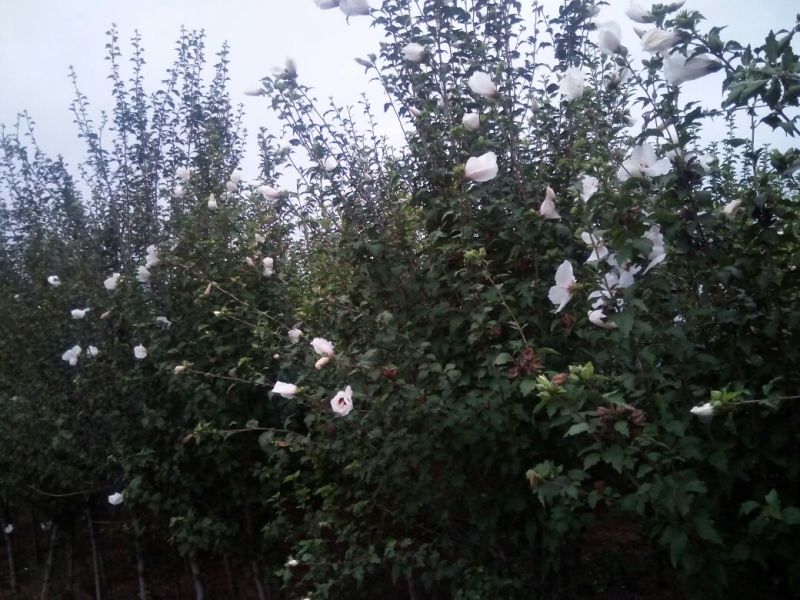 牡丹木槿4~6cm4~6cm3~3.5米