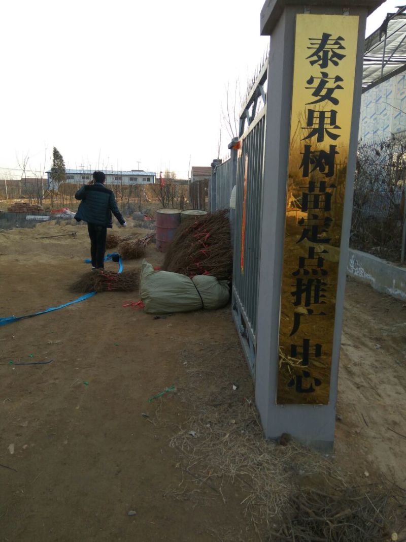 巨峰葡萄苗葡萄苗品种好吃不酸的老品种早结果