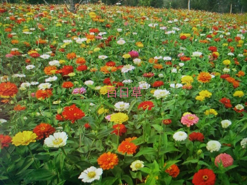 百日红种子百日草种子