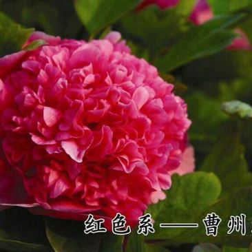 牡丹杂色品种一至五年苗