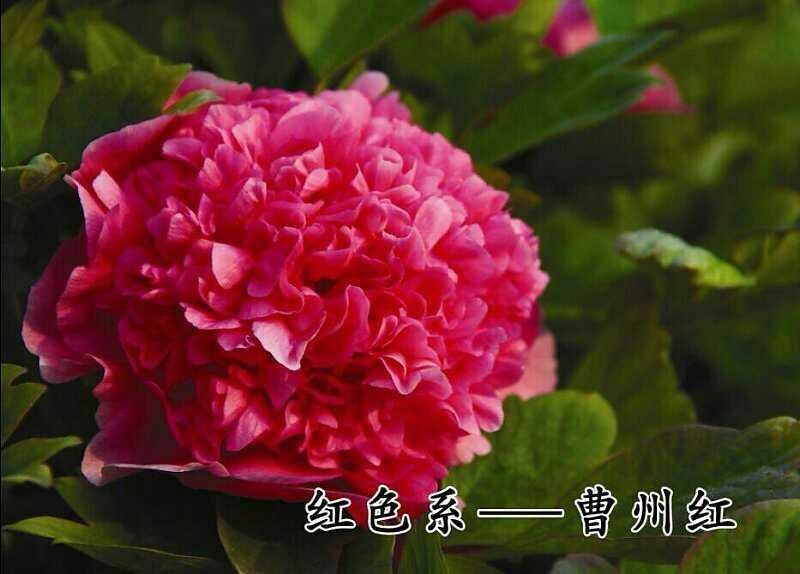 牡丹杂色品种一至五年苗