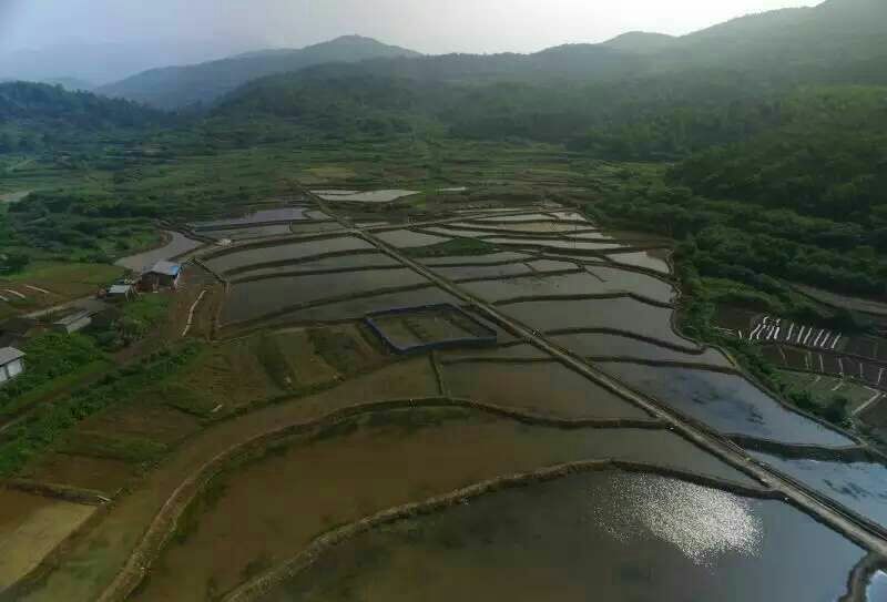 中华圆田螺作种鲜活