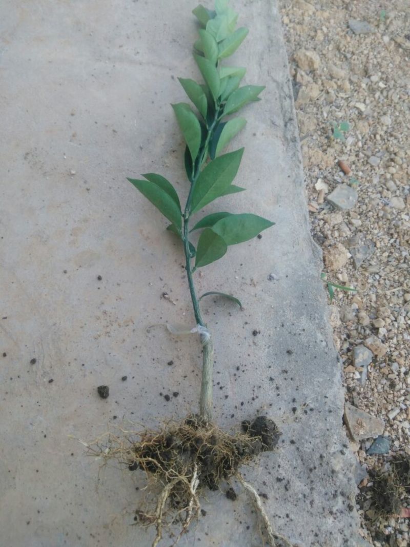 纽荷尔脐橙苗30~50cm纽荷尔脐橙苗30~50cm
