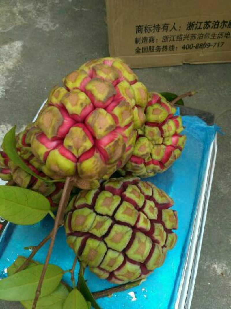 布福娜树苗20~30cm