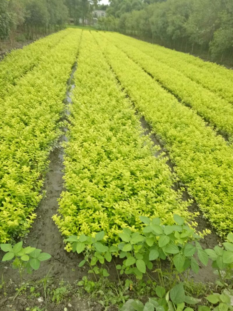 女贞4cm以下