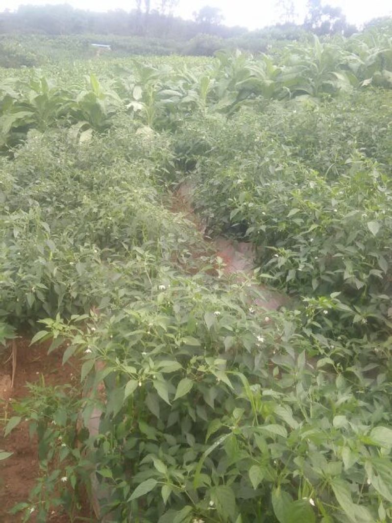 鲜辣椒10~15厘米青