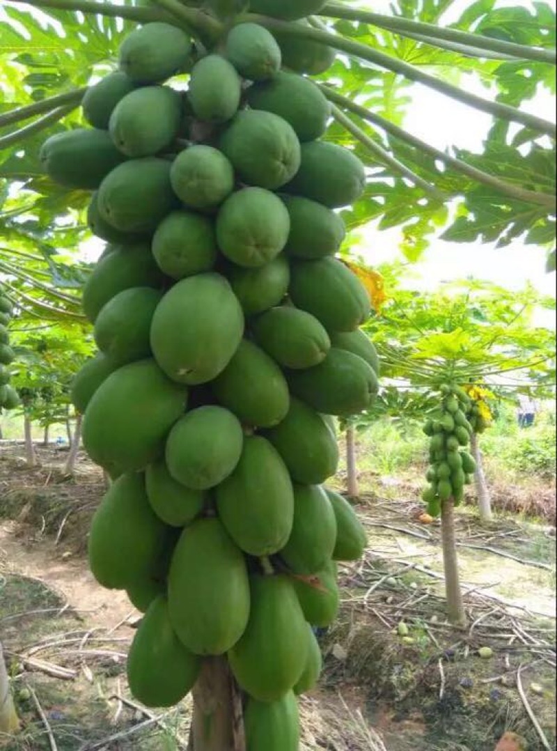 木瓜