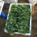 大叶菠菜25~30厘米