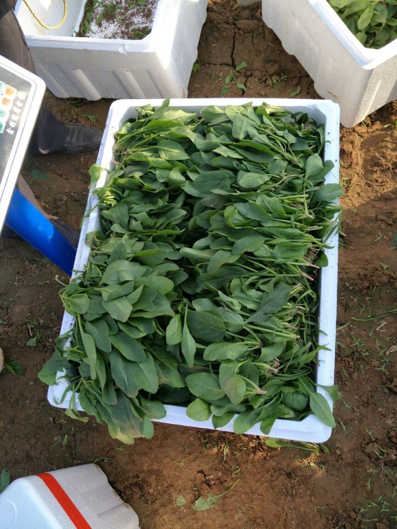 大叶菠菜25~30厘米