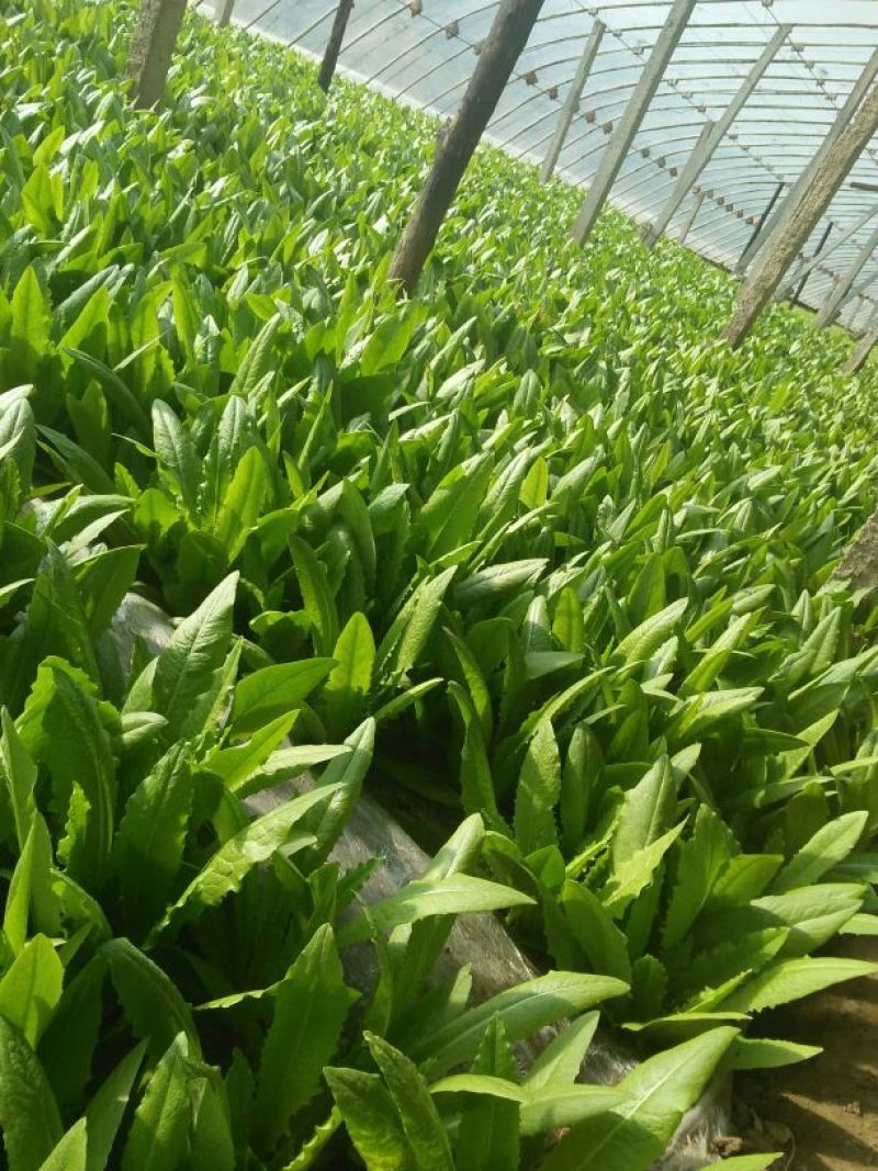 红香油麦菜35~40厘米以上