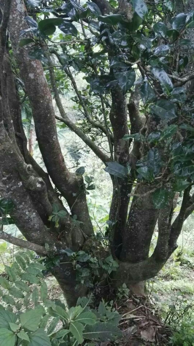 古树茶二级