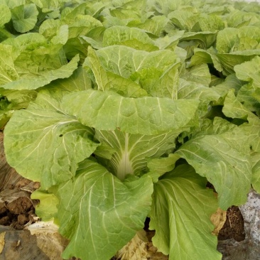 菊锦春白菜4~6斤黄心大白菜，包心实，无烧心，大量现货