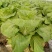 菊锦春白菜4~6斤黄心大白菜，包心实，无烧心，大量现货