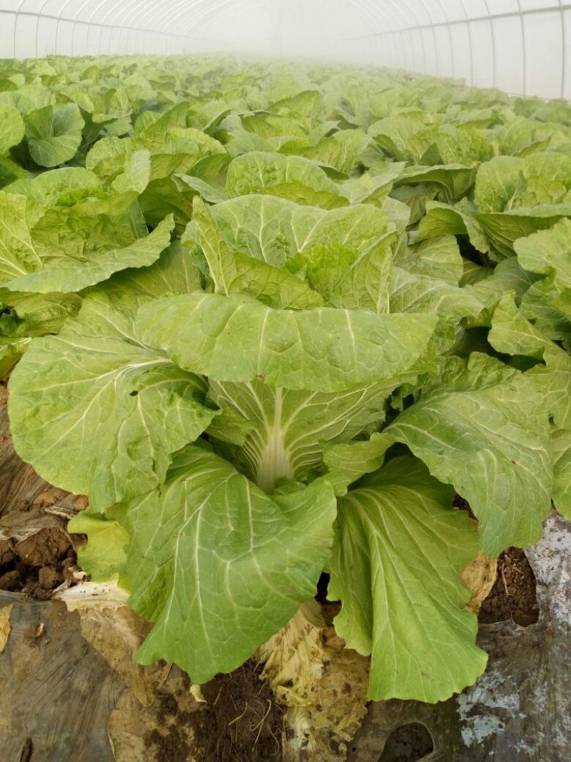 菊锦春白菜4~6斤黄心大白菜，包心实，无烧心，大量现货