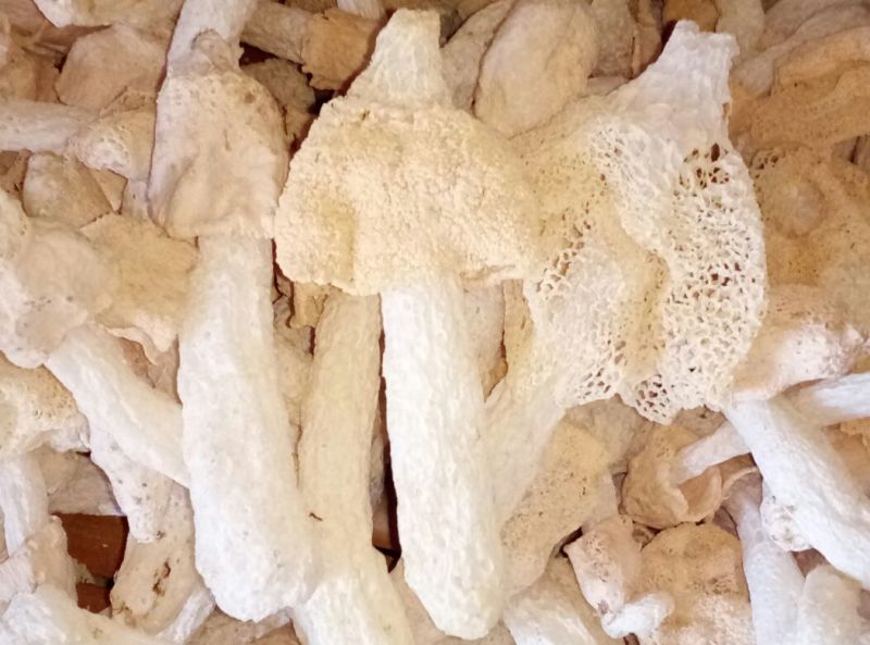 干竹荪一级