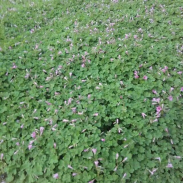 三色堇种苗山东三色堇种植基地三色堇盆栽苗三色堇盆苗
