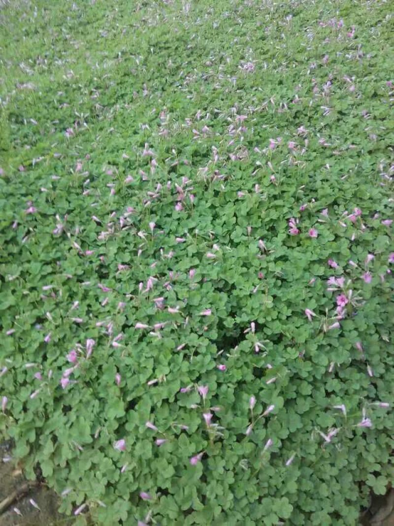 三色堇种苗山东三色堇种植基地三色堇盆栽苗三色堇盆苗