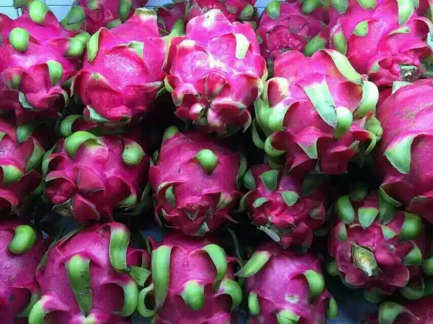 海南三亚市火龙果 特大(1斤以上)批发_崔玉鑫供