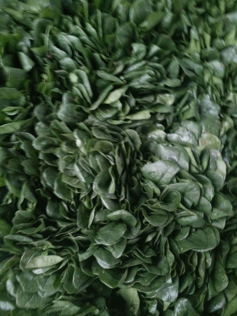 越冬菠菜30~35厘米