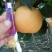 秋月梨400~450g纸袋