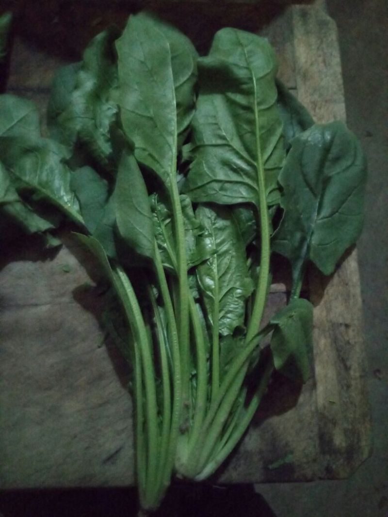 秋菠菜30~35厘米