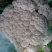 白花菜散装